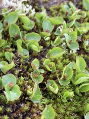Salix herbacea