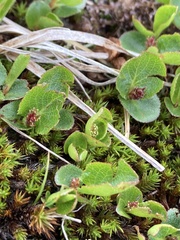 Salix herbacea