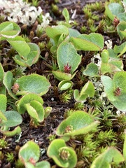 Salix herbacea