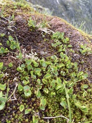 Salix herbacea