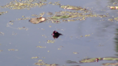 Chrysemys picta marginata