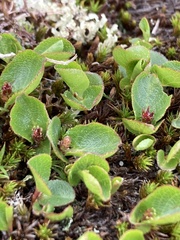 Salix herbacea
