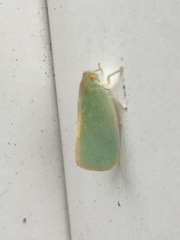 Ormenaria rufifascia