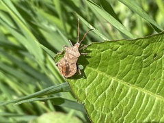 Coreus marginatus