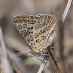 Aphnaeus lilacinus