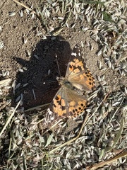 Vanessa cardui