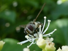 Leucozona xylotoides