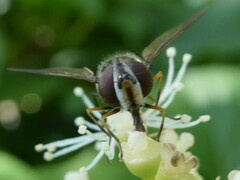 Leucozona xylotoides