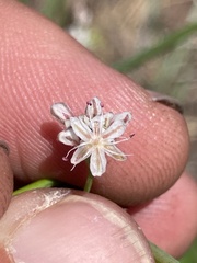 Eriogonum elatum
