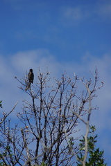 Aphelocoma woodhouseii