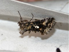 Syngrapha alias