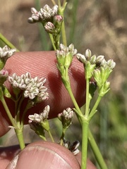 Eriogonum elatum