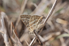 Aphnaeus lilacinus
