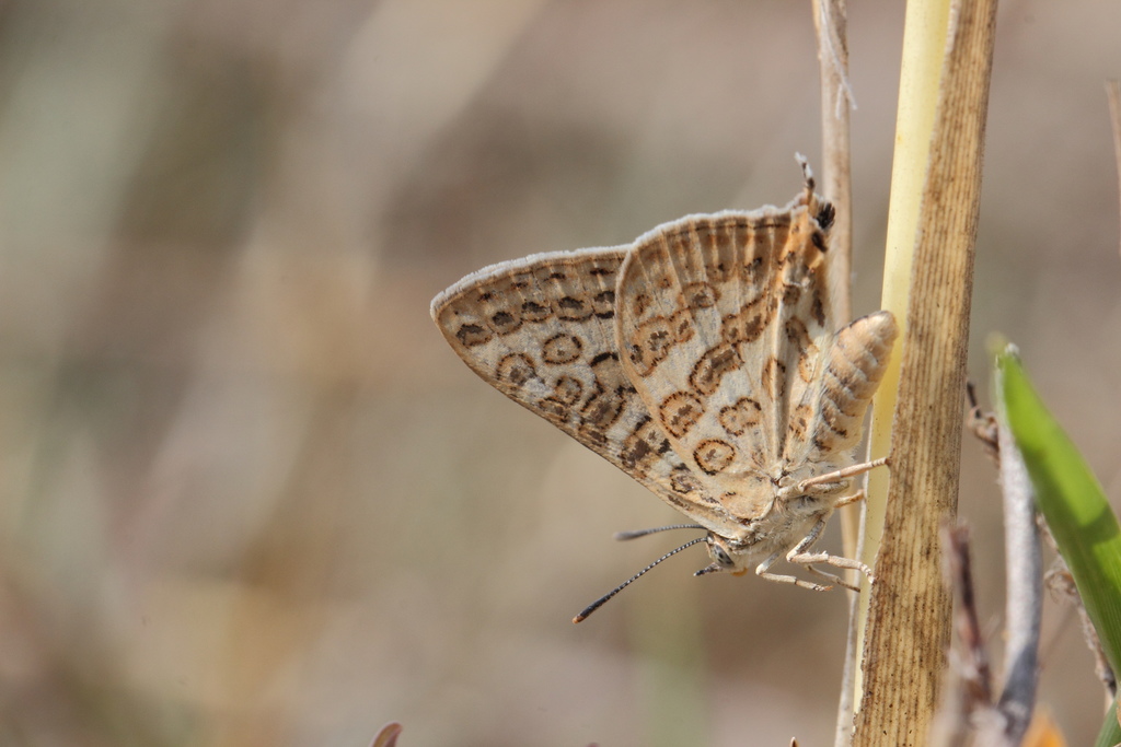 Silver Spots