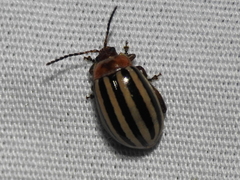 Kuschelina petaurista