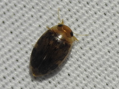 Laccophilus proximus