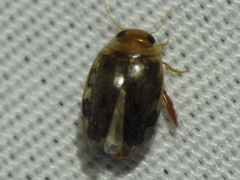 Laccophilus proximus