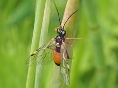 Tenthredopsis friesei