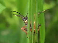 Tenthredopsis friesei