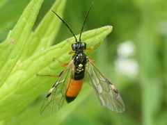 Tenthredopsis friesei