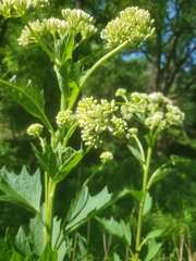 Arnoglossum reniforme