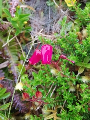 Daboecia azorica