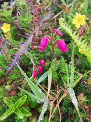 Daboecia azorica