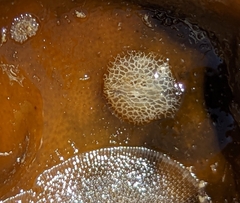 Corambe