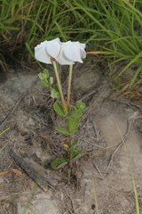Mandevilla lanuginosa