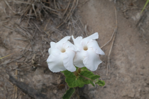 Image of Mandevilla lanuginosa by (c) Reid Hardin, some rights reserved (CC BY)