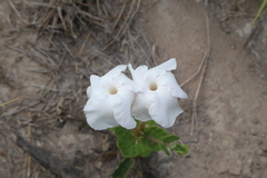 Mandevilla lanuginosa
