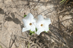 Mandevilla lanuginosa