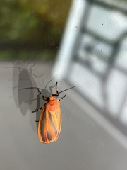 Hypoprepia miniata
