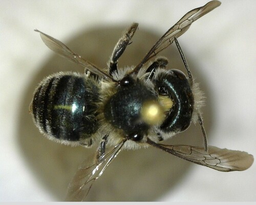 iNaturalist observation photo of Mason Bees