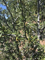 Cercocarpus ledifolius