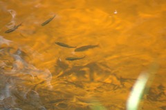 Pteronotropis metallicus