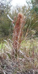 Schizachyrium microstachyum