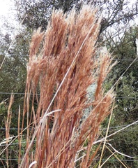 Schizachyrium microstachyum