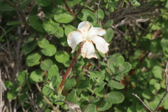 Mandevilla lanuginosa