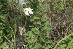 Mandevilla lanuginosa