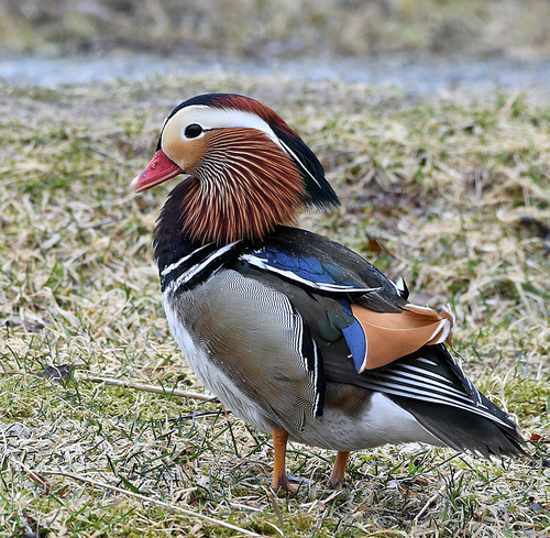 Pato mandarín (Aix galericulata)