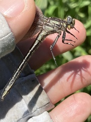 Phanogomphus descriptus