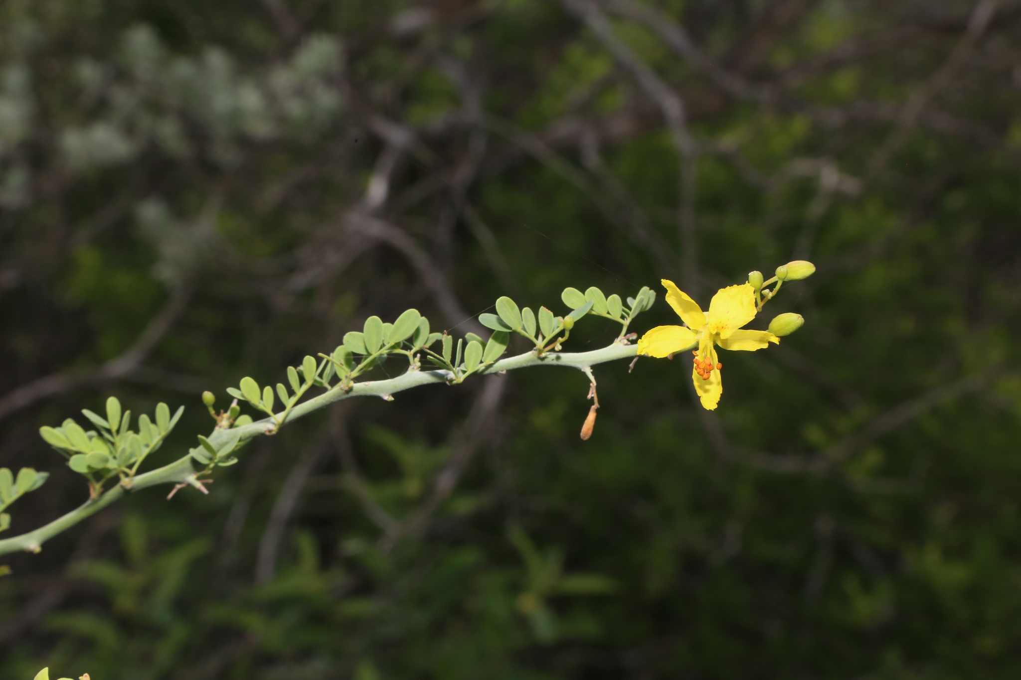 Parkinsonia texana var. macra