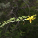 Parkinsonia texana macra - Photo (c) Reid Hardin, algunos derechos reservados (CC BY-NC), subido por Reid Hardin