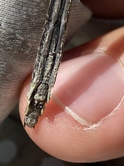 Phanogomphus descriptus