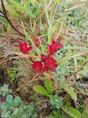 Vaccinium cylindraceum