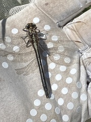 Phanogomphus descriptus