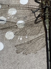 Phanogomphus descriptus