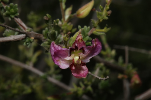 Image of Krameria ramosissima by (c) Reid Hardin, some rights reserved (CC BY)
