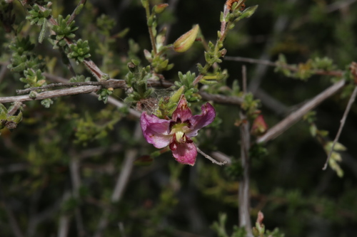 Manystem ratany (Krameria ramosissima)